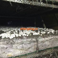 德州食用菌養殖中央空調機組